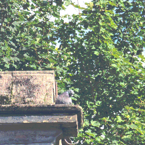 a rock dove loafing and preening away under the sun atop an abandoned building. they are having the time of their life